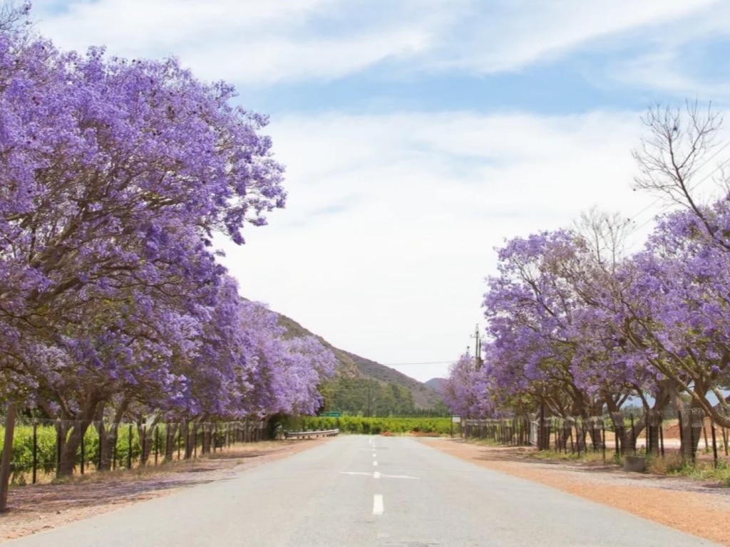 Jacarandas-scaled-a9064b39 | African Bikers 0