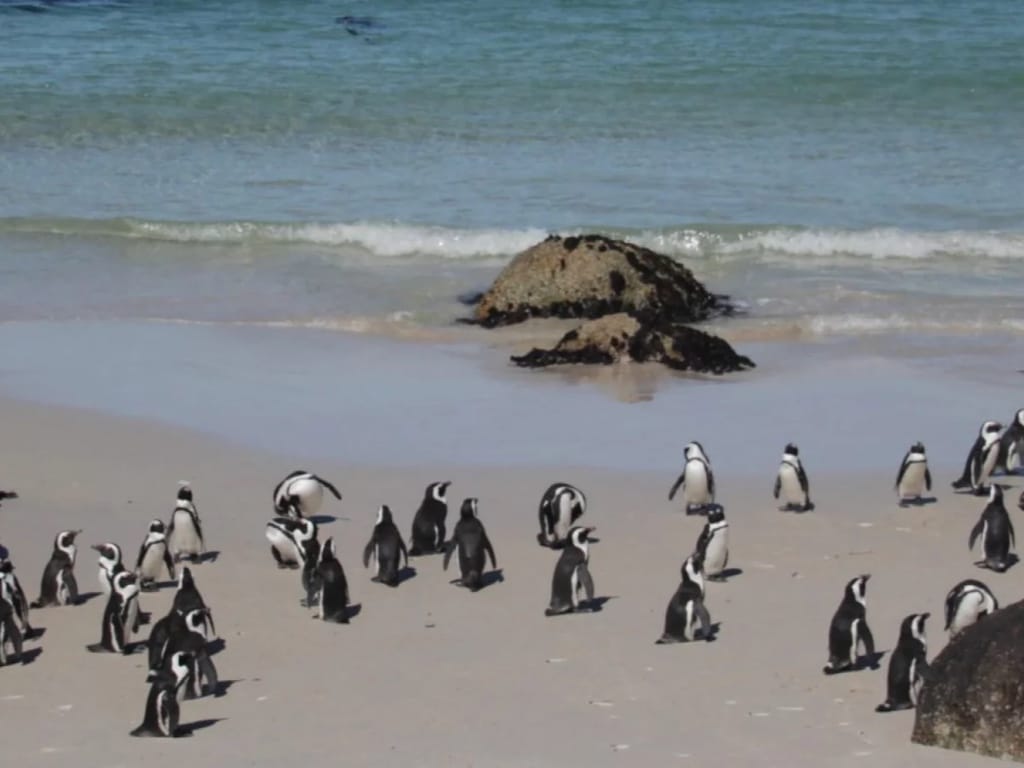 Penguins-Simons-Town-scaled-4f190585-2 | African Bikers 0