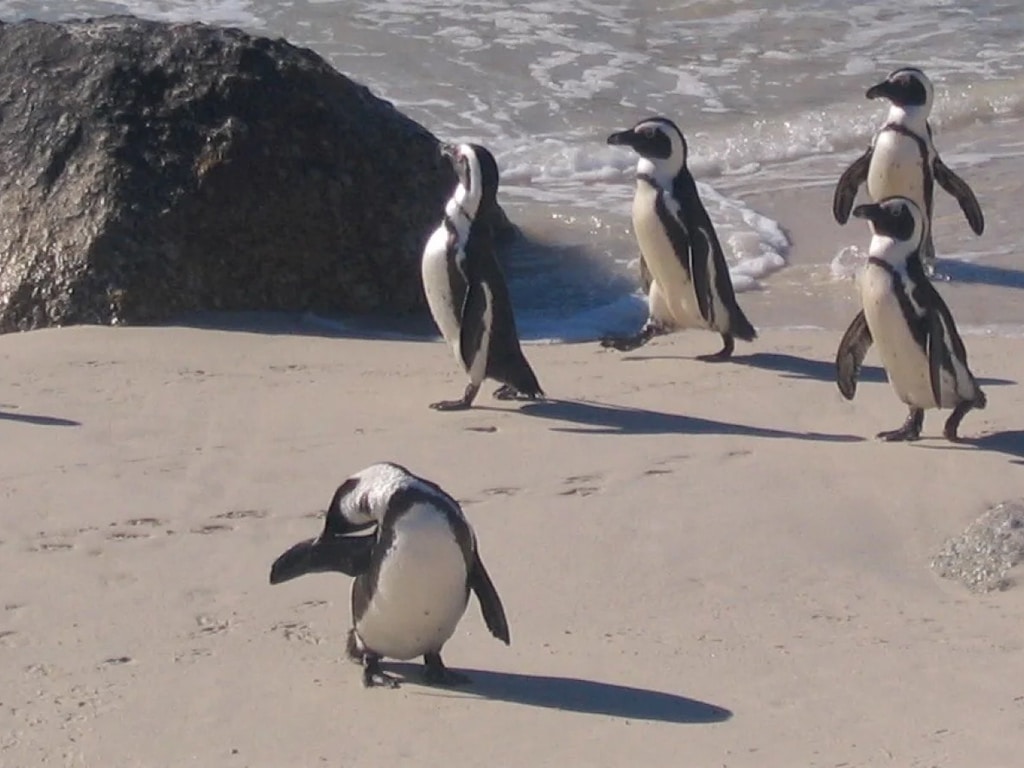 Penguins-148d5dfc-2 | African Bikers 0