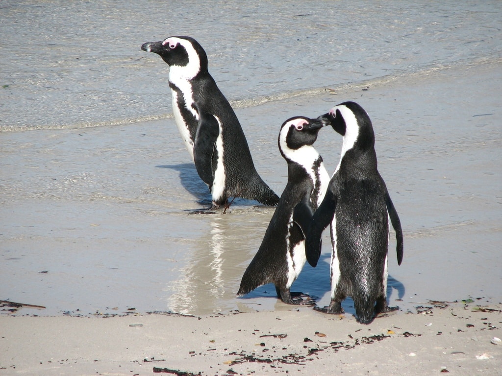 South Africa Boulders Beach Z | African Bikers 0