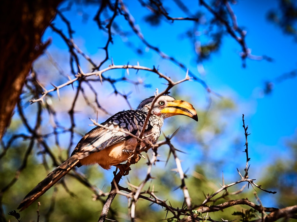 South Africa Hornbill Z | African Bikers 0