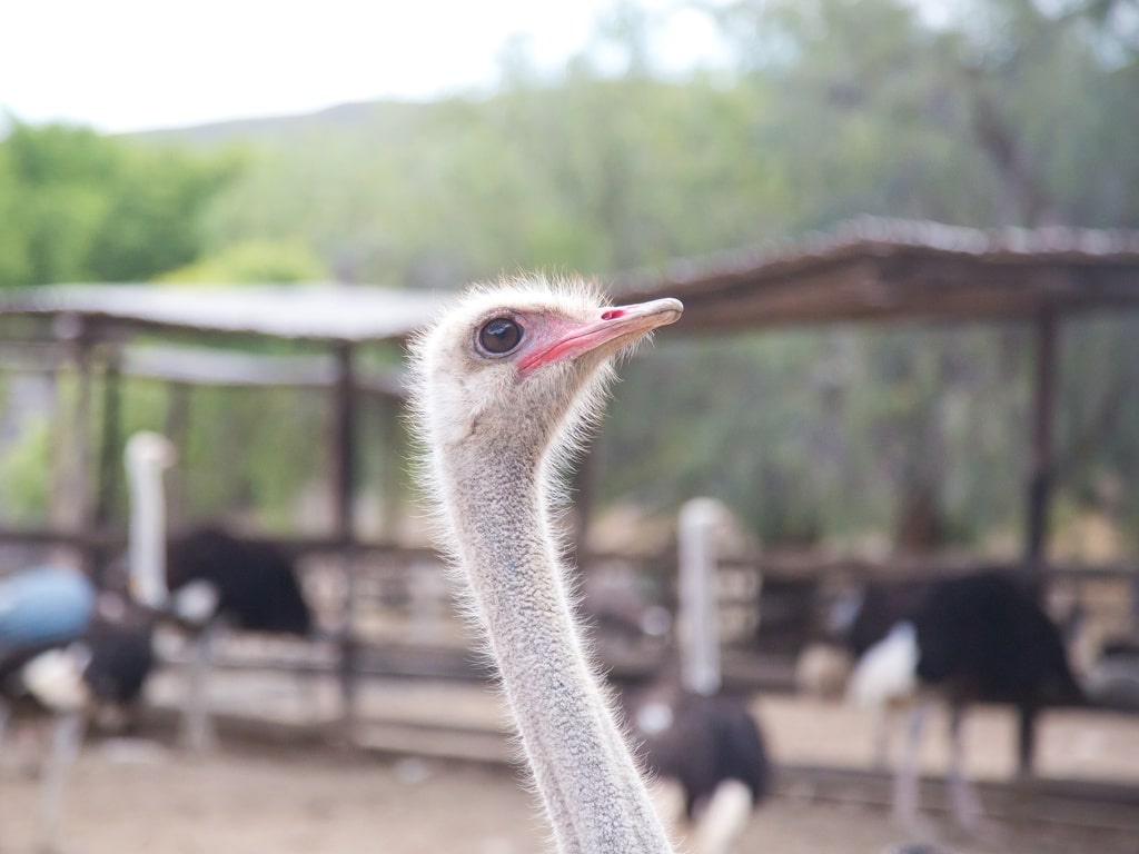 South Africa Ostrich Farm Z | African Bikers 0