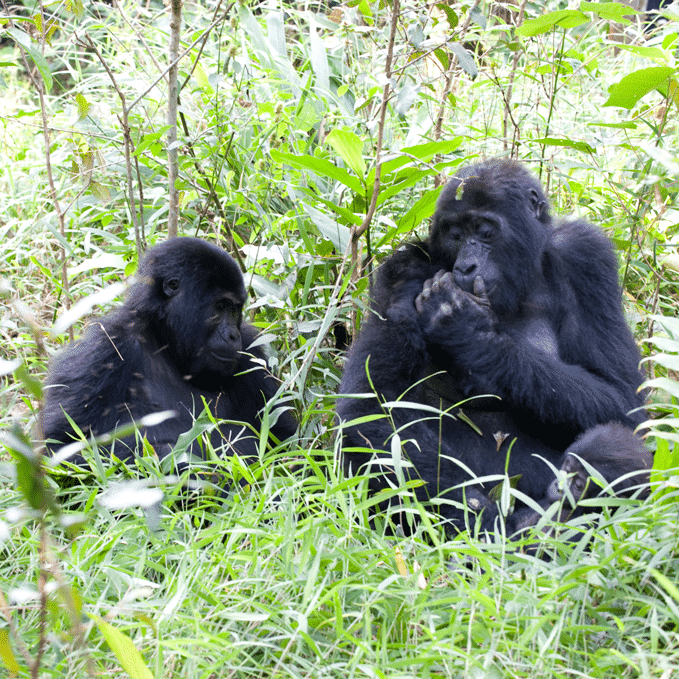 UGANDA.GORILLA.2 | African Bikers 0