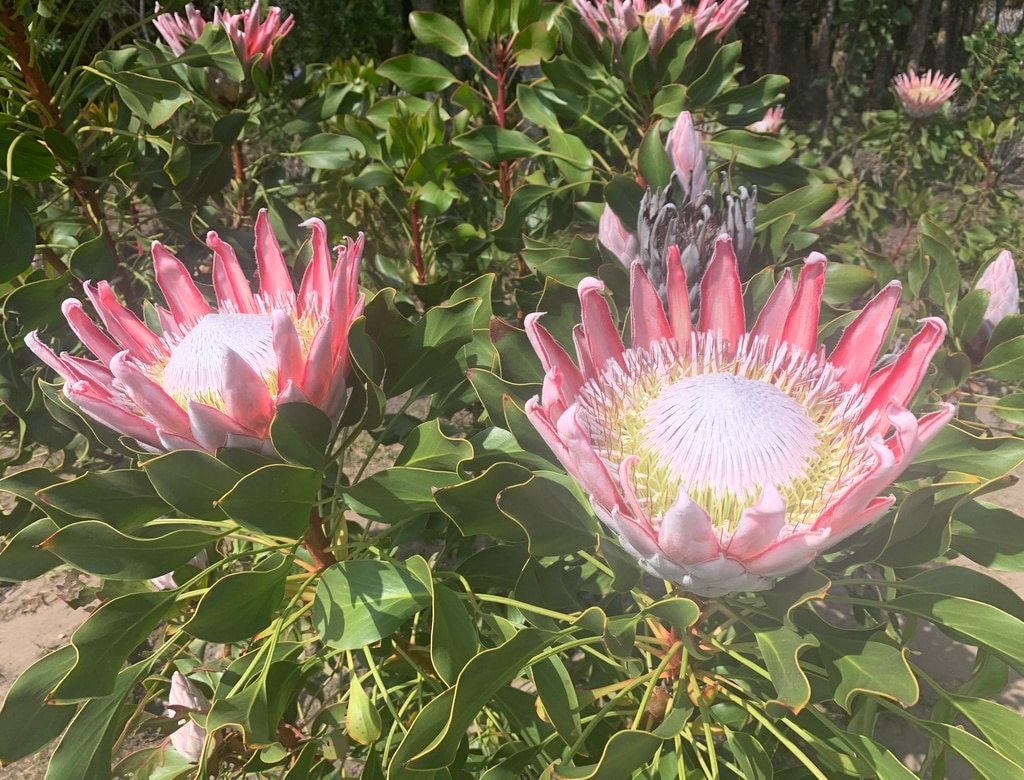 African_Bikers_South_Africa_Garden_Route_Cycling_Holiday-46 | African Bikers 0