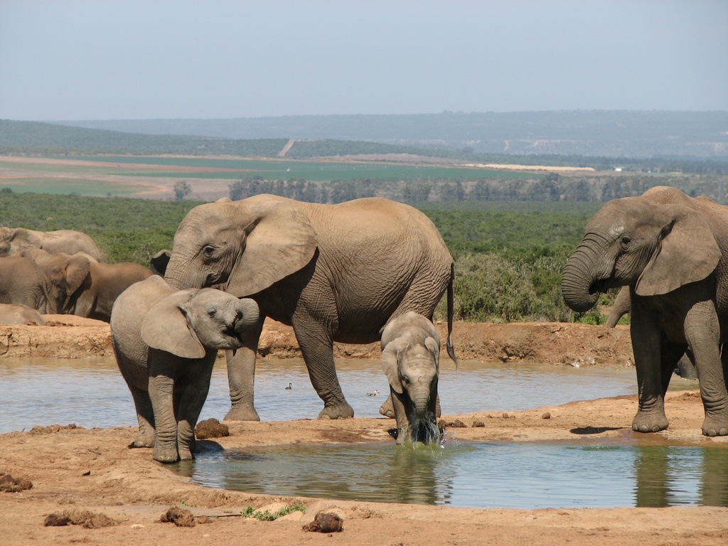South Africa Addo Elephant Park RGR12 | African Bikers 0