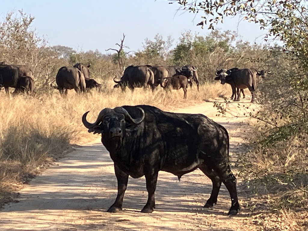 South Africa Kruger Park Buffalo ROS | African Bikers 0