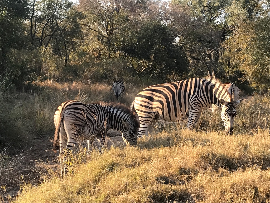 South Africa Kruger Park Zebras ROS | African Bikers 0