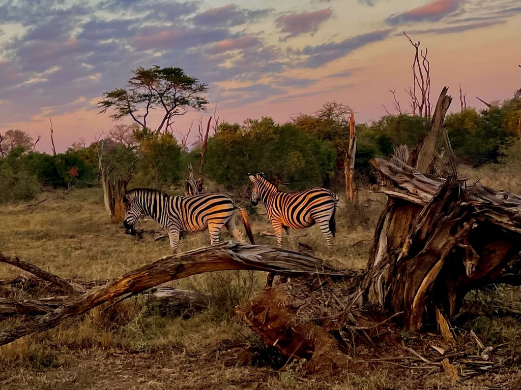 South Africa Kruger Zebras ROS | African Bikers 0