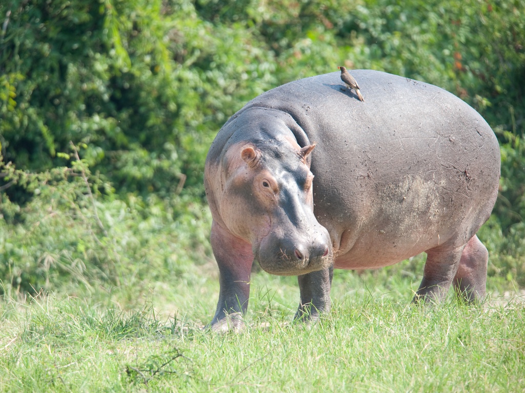 South Africa Mlilwane Hippo ROS | African Bikers 0