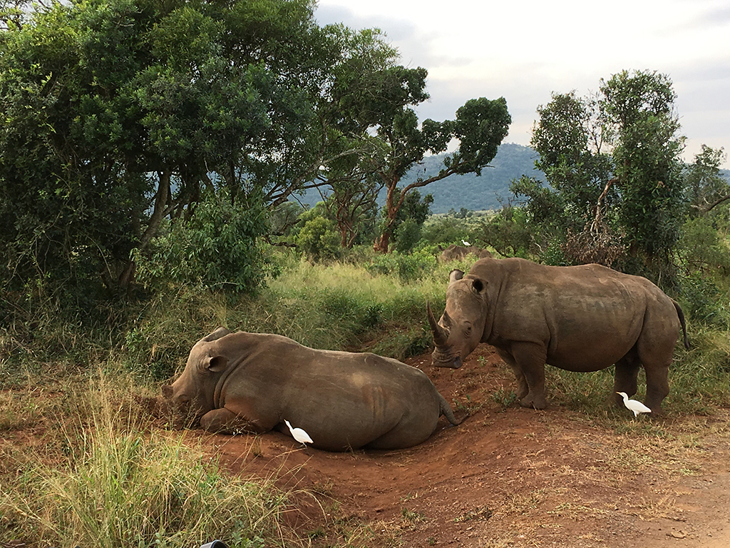 South Africa Rhino Hluhluwe ROS | African Bikers 0