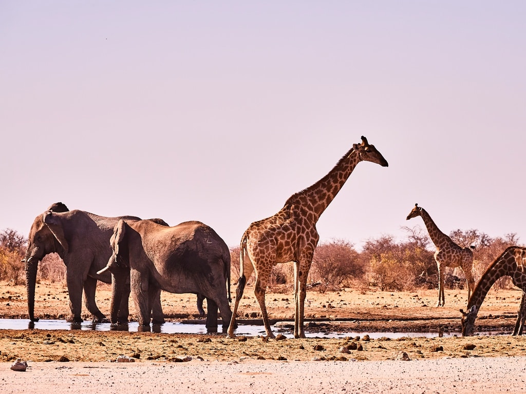 Namibia Etosha WKW | African Bikers 0