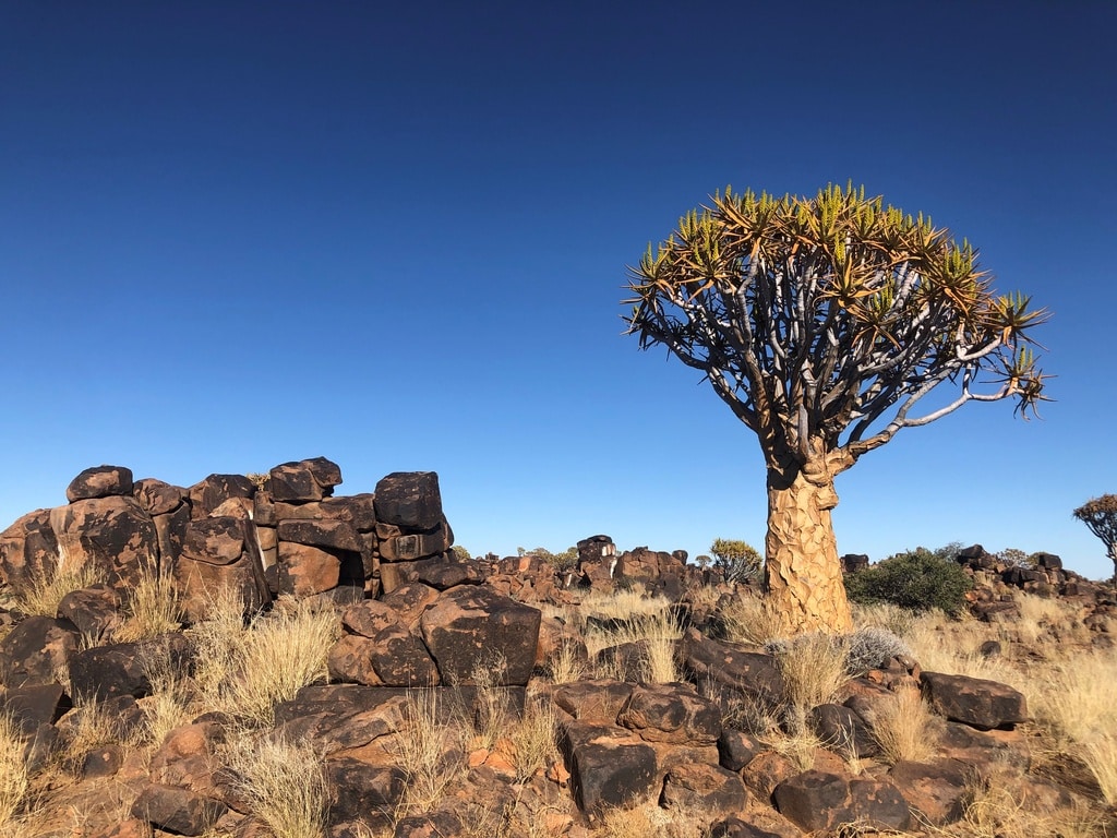 Namibia Kokerboom WKW | African Bikers 0